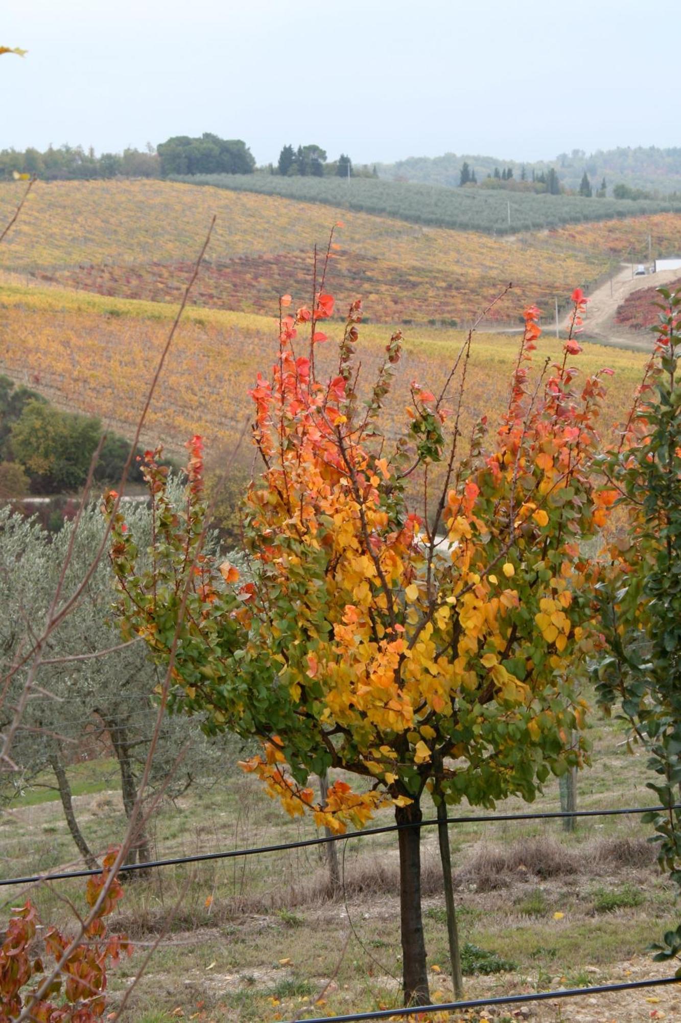 Le Terrazze Del Chianti B&B Residenza D'Epoca E Di Charme San Donato in Poggio Exterior foto